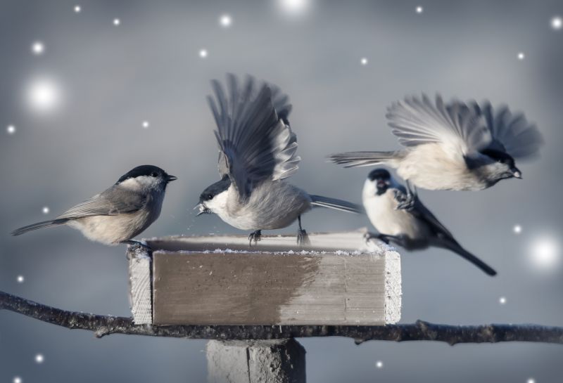 Bird Control Management