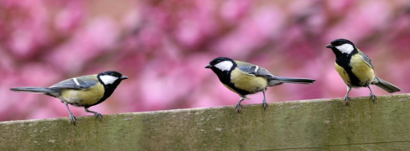 Bird Control Management