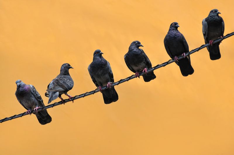 Bird Control Management