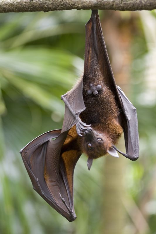 Common Bird And Bat Infestations Found In Buildings