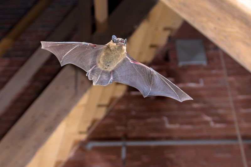 Common Bird And Bat Problems In Warehouses, Factories, And Plants