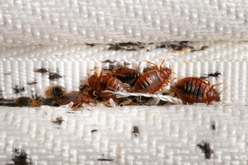 Bed Bug Clusters