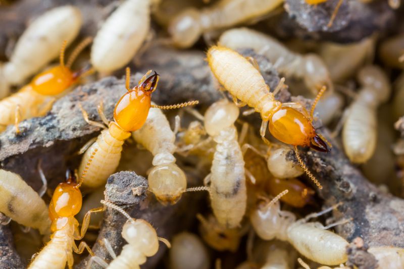 Termite Tenting in Madison, WI