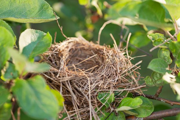 Bird Nest Removal - Bird Nest Removal Modesto, California