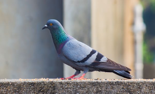 Pigeon Removal Service - Pigeon Removal Service Prescott, Arizona