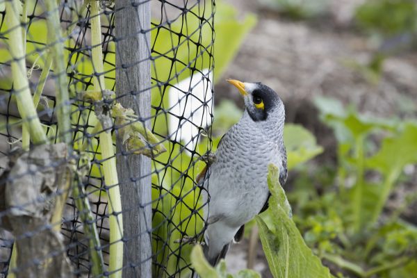 Bird Netting Service - Bird Netting Service Chattanooga, Tennessee