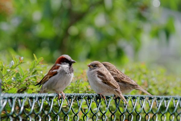Bird Control Service - Bird Control Service Prescott, Arizona